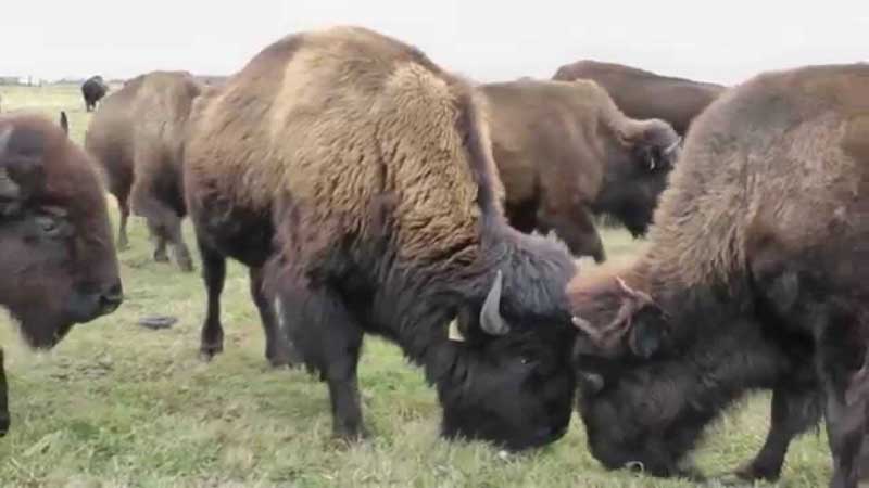 The breeding of bisons in Bourganeuf